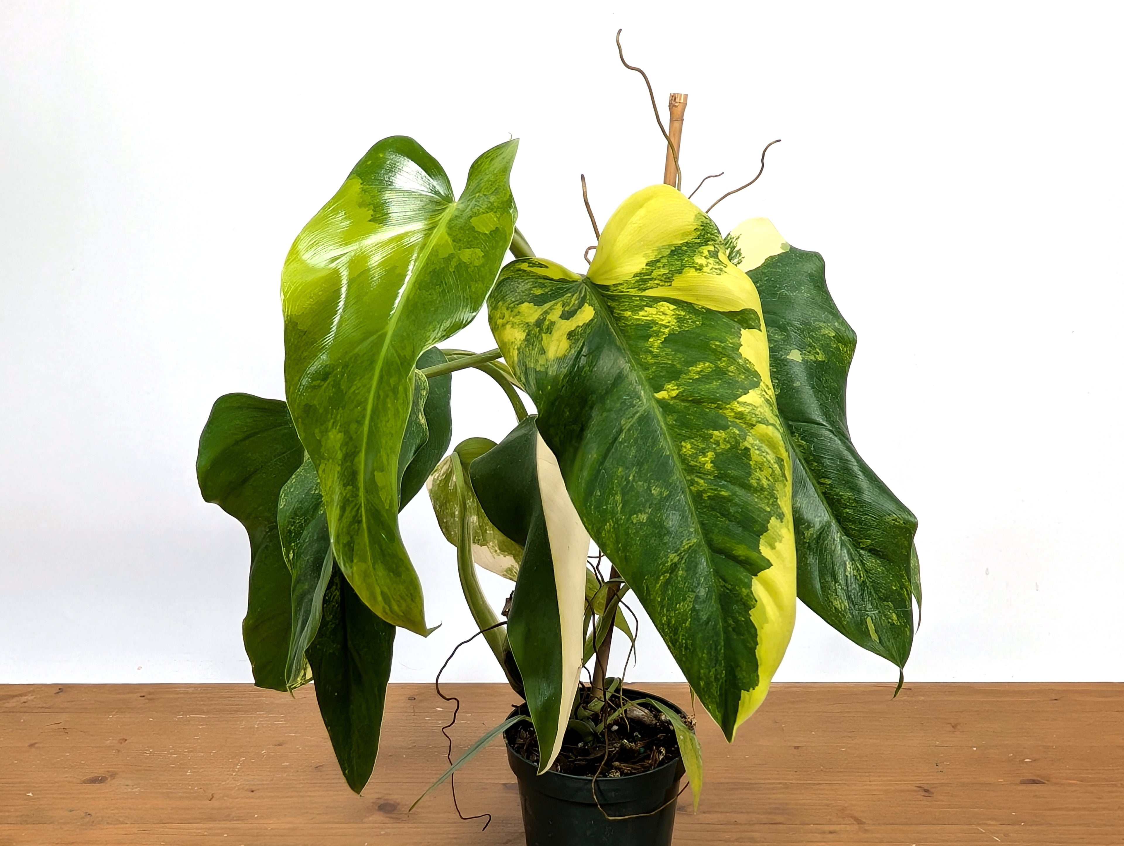 EXACT - Philodendron Mango Shake (Domesticum Variegated) | 4 Inch 