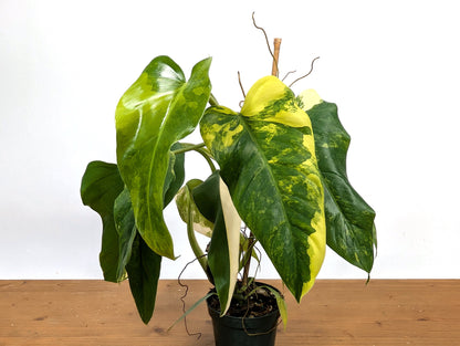 EXACT - Philodendron Mango Shake (Domesticum Variegated) | 4 Inch 