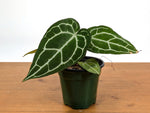 Anthurium Crystallinum