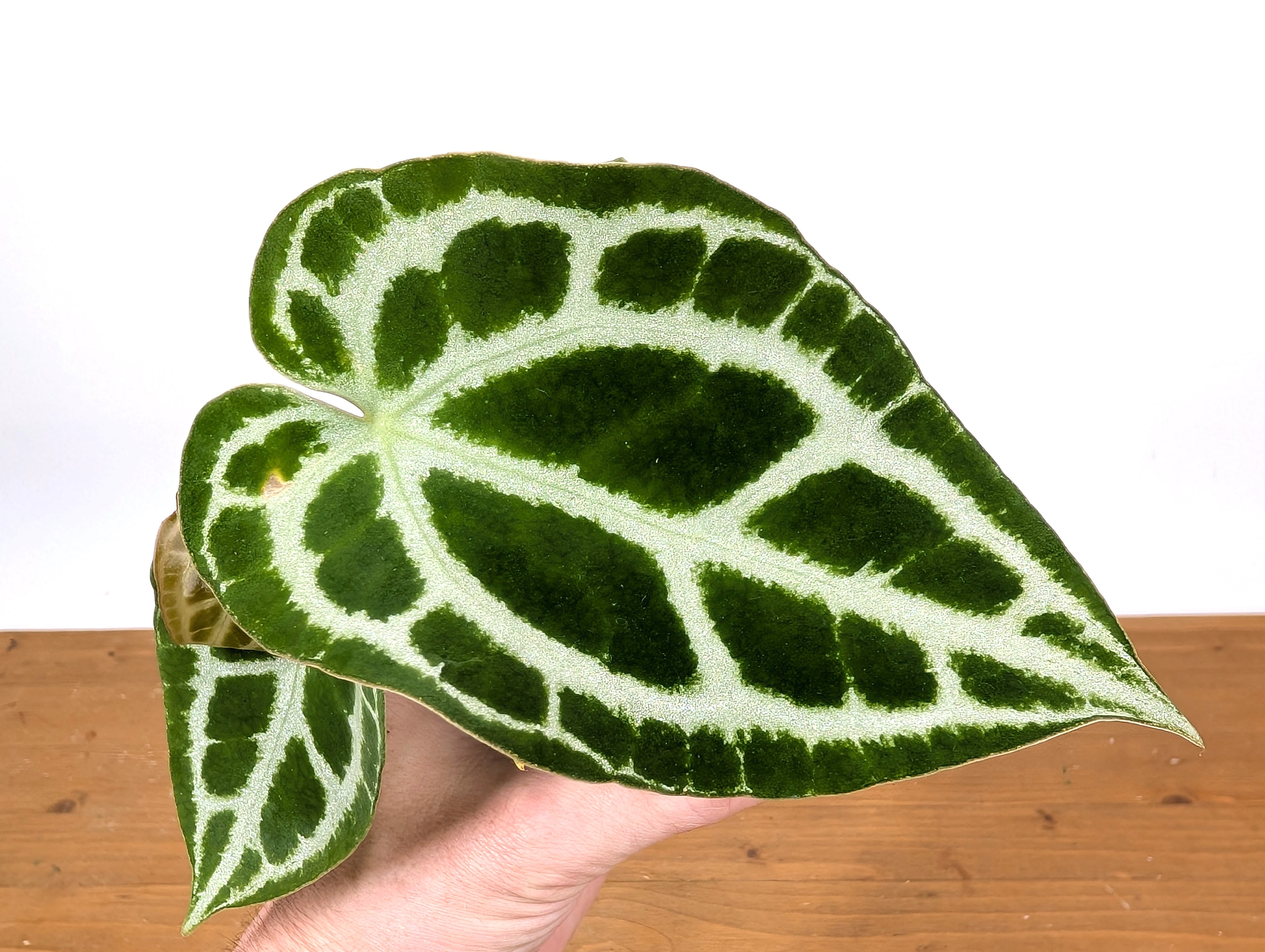 Anthurium Crystallinum &quot;Silver&quot; (high contrast veins)