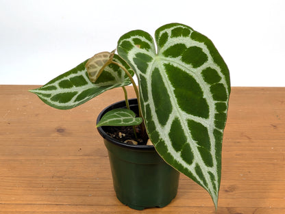 Anthurium Crystallinum &quot;Silver&quot; (high contrast veins)
