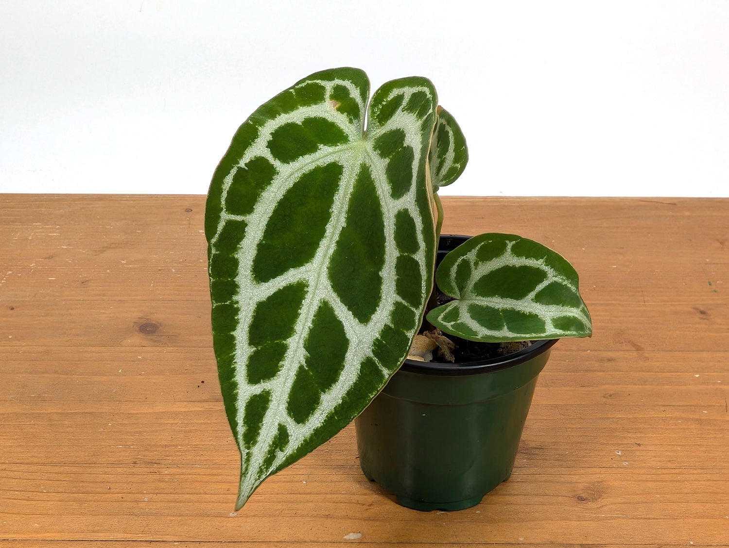 Anthurium Crystallinum &quot;Silver&quot; (high contrast veins)