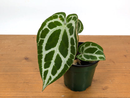 Anthurium Crystallinum &quot;Silver&quot; (high contrast veins)