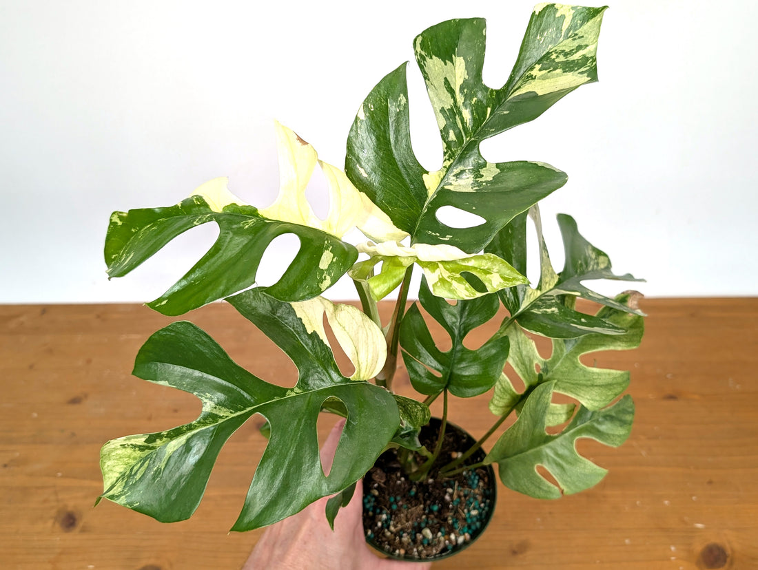 Rhaphidophora Tetrasperma Variegated - Exact Plant 