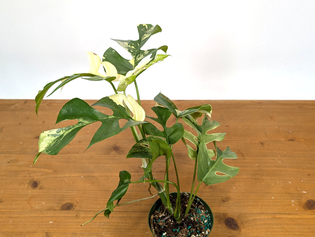 Rhaphidophora Tetrasperma Variegated - Exact Plant 