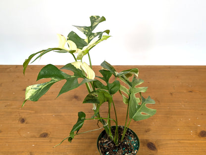 Rhaphidophora Tetrasperma Variegated - Exact Plant 