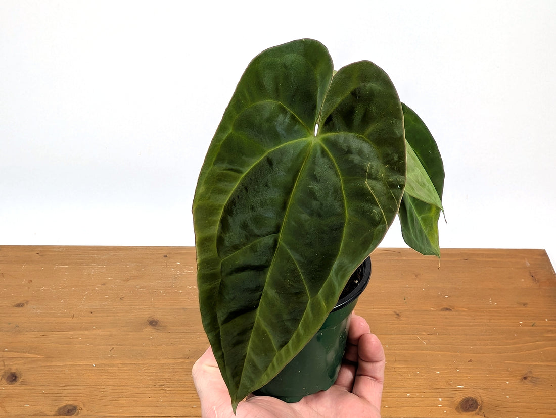Anthurium Crystallinum x Papillilaminum
