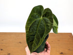 Anthurium Crystallinum x Papillilaminum