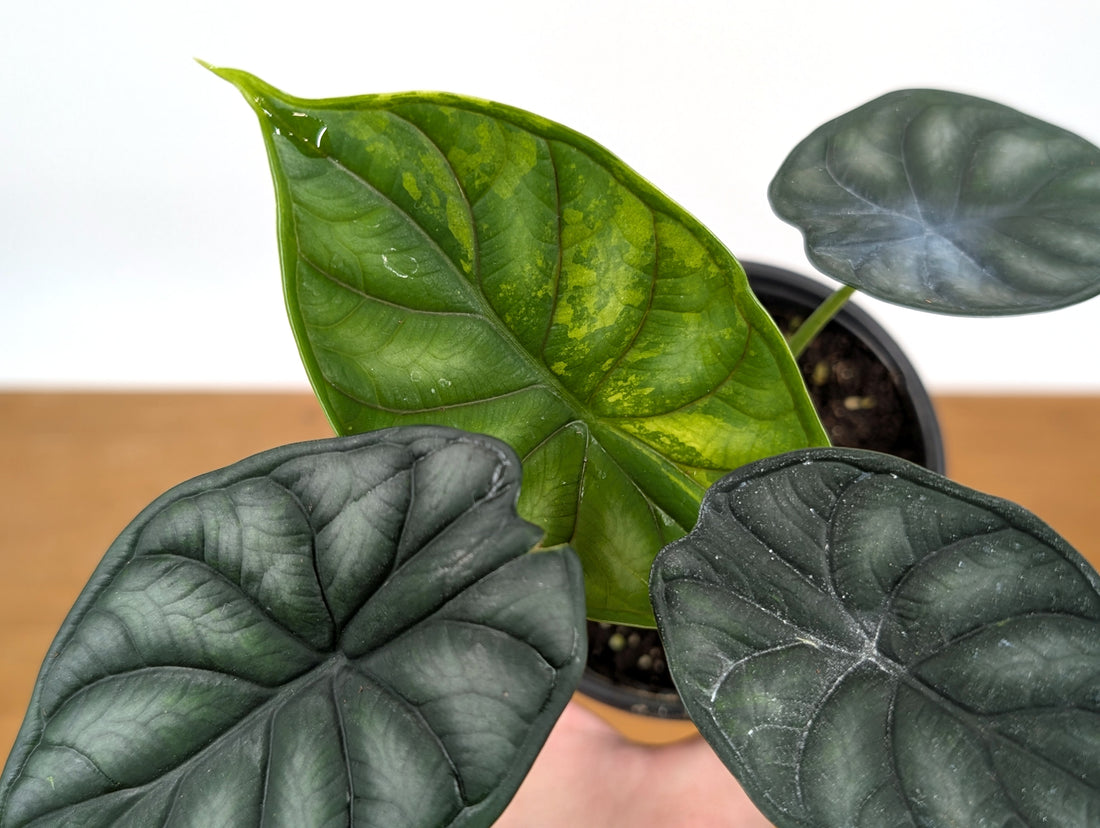 Alocasia Dragon Scale Exact Sport Variegated Plant - 38A