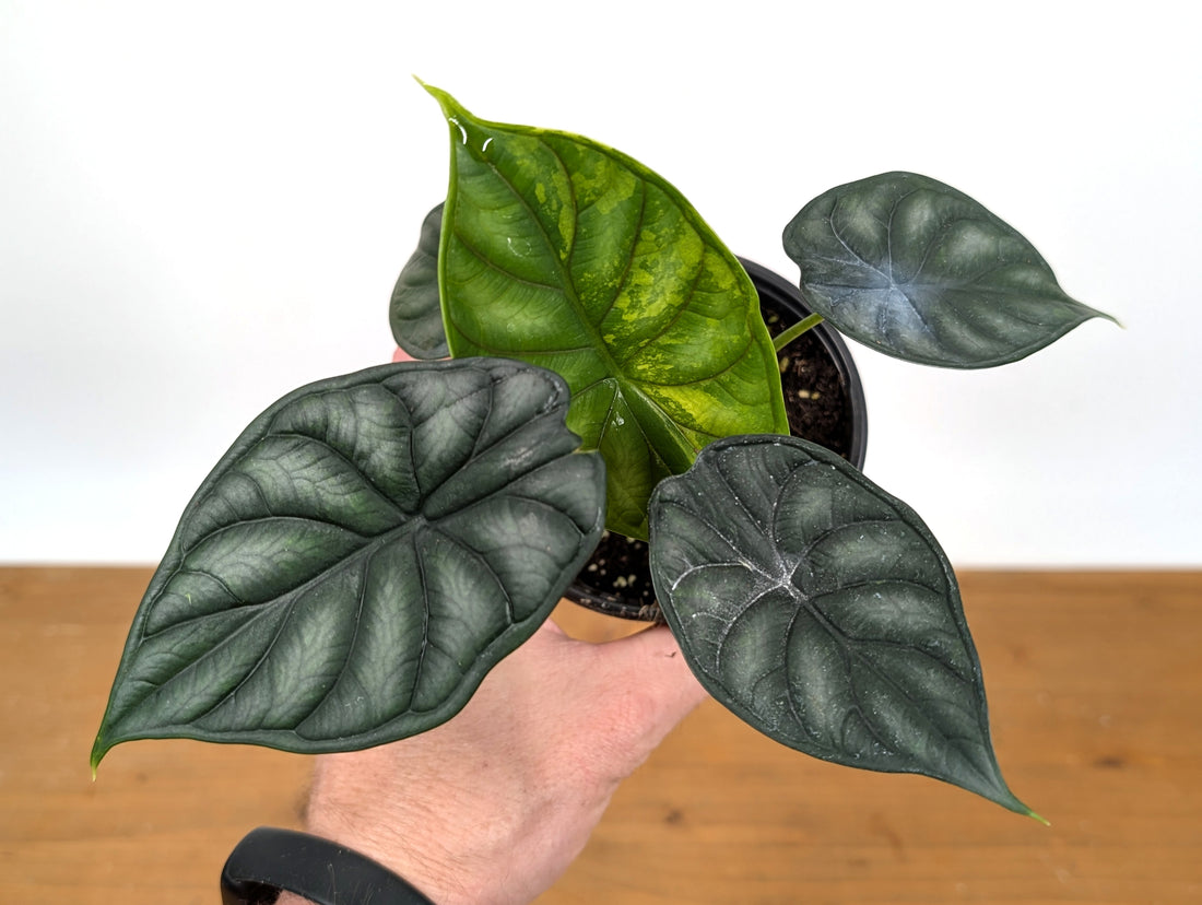 Alocasia Dragon Scale Exact Sport Variegated Plant - 38A
