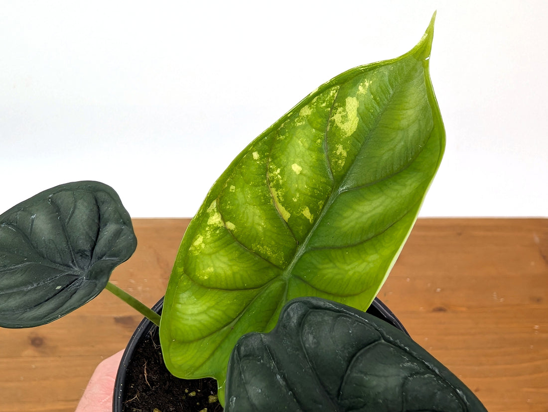 Alocasia Dragon Scale Exact Sport Variegated Plant - 38B