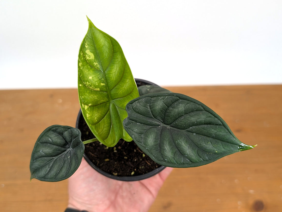 Alocasia Dragon Scale Exact Sport Variegated Plant - 38B