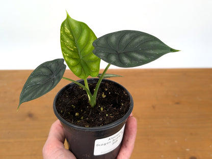 Alocasia Dragon Scale Exact Sport Variegated Plant - 38B