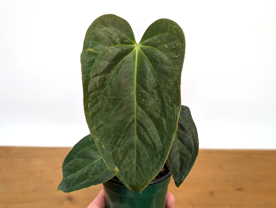 Anthurium &