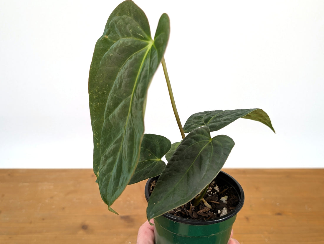Anthurium &