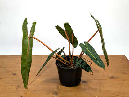 Philodendron Billietiae