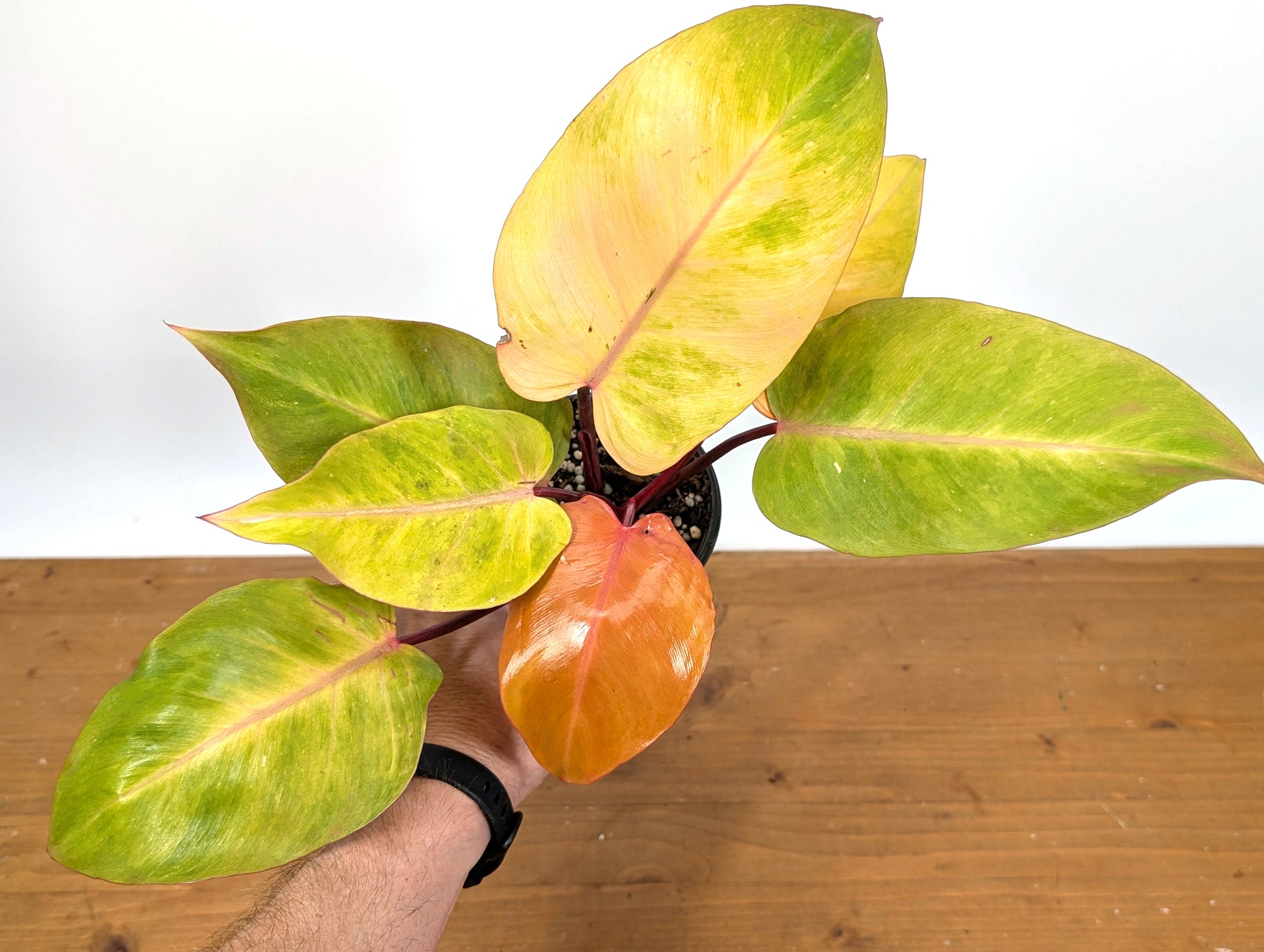 philodendron wishbone Philodendron Persimmon Princess – Plantamani Plants