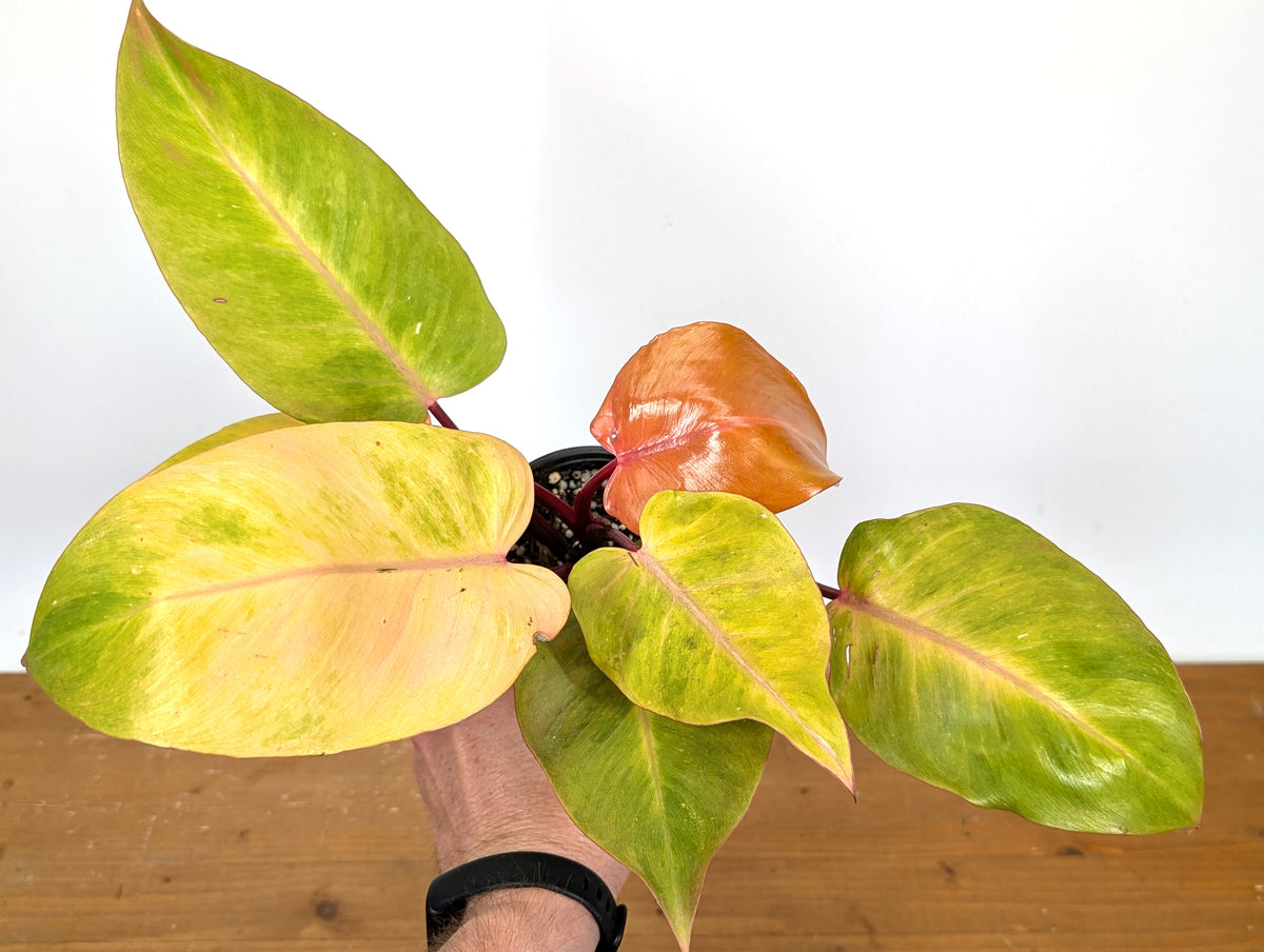 Philodendron Persimmon Princess
