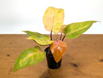 Philodendron Persimmon Princess