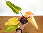 Philodendron Persimmon Princess