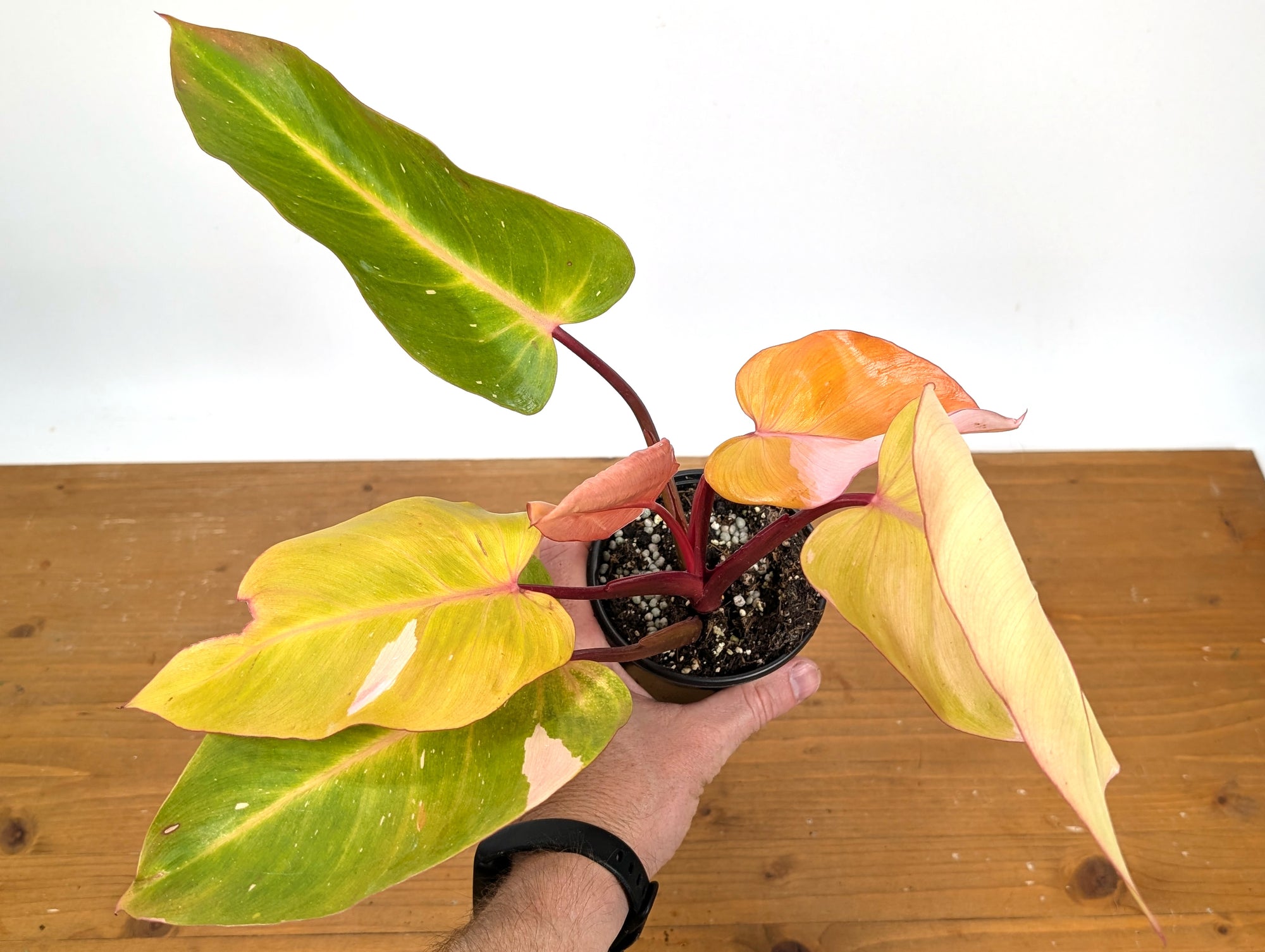 Philodendron Persimmon Princess – Plantamani Plants