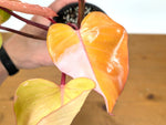 Philodendron Persimmon Princess