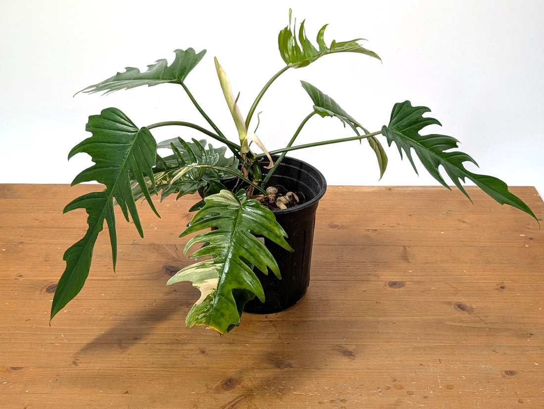 Exact Plant Philodendron Florida Beauty x P. Tortum Partially Variegated 