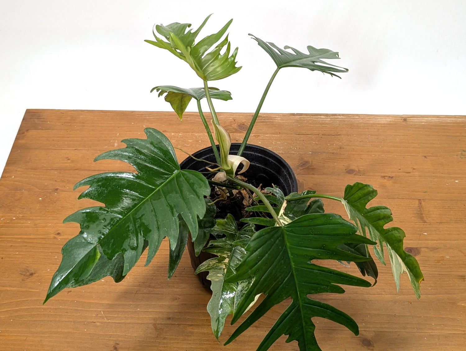 Exact Plant Philodendron Florida Beauty x P. Tortum Partially Variegated 