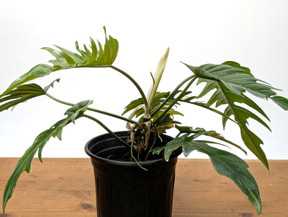 Exact Plant Philodendron Florida Beauty x P. Tortum Partially Variegated 