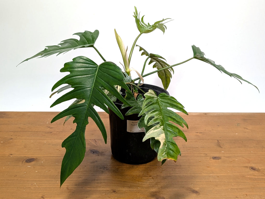 Exact Plant Philodendron Florida Beauty x P. Tortum Partially Variegated 