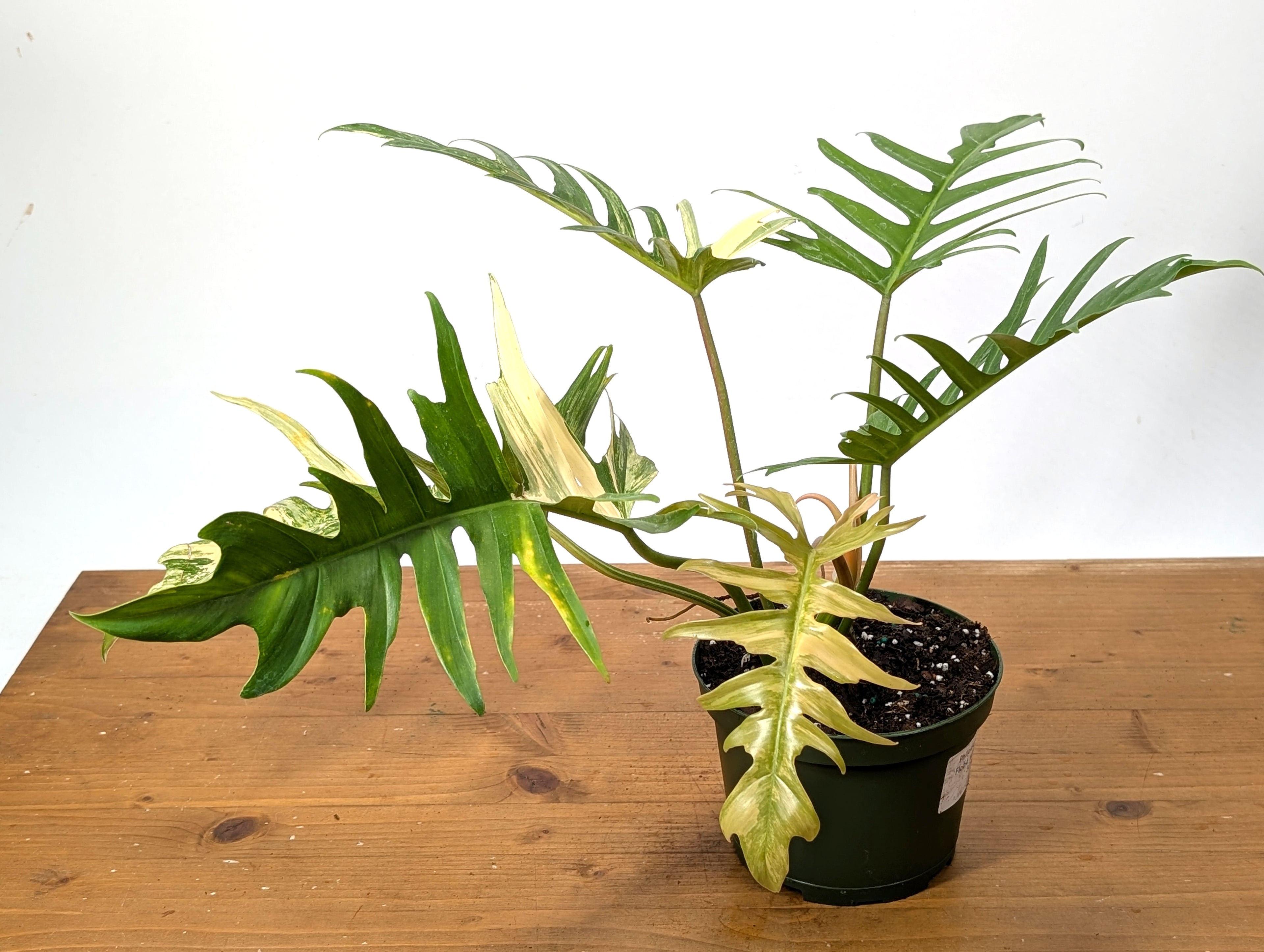 Philodendron Florida Beauty x Tortum Variegated Exact Plant 