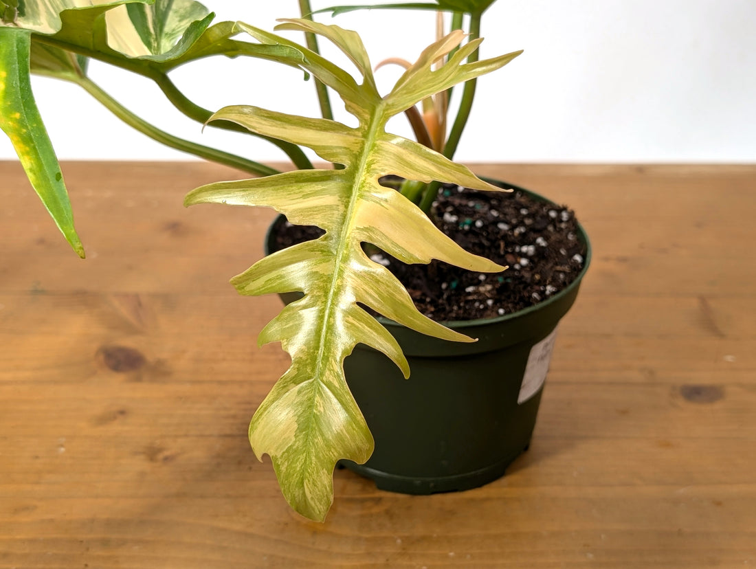 Philodendron Florida Beauty x Tortum Variegated Exact Plant 