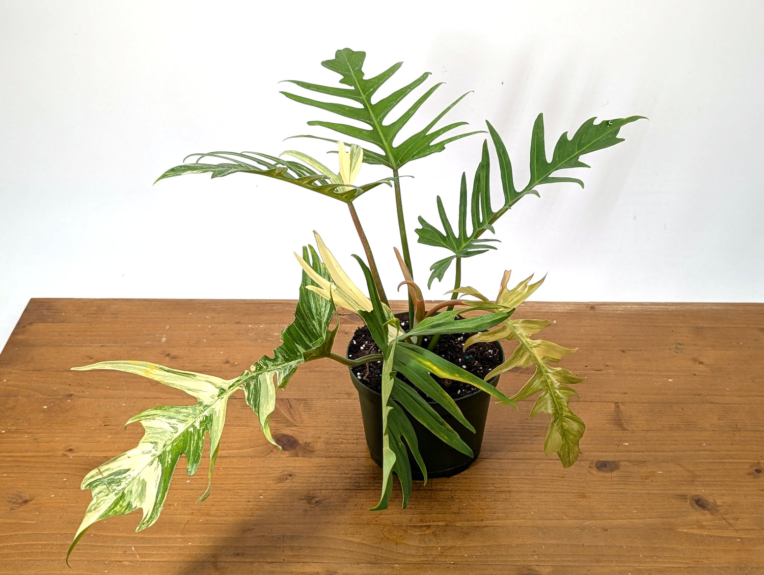 Philodendron Florida Beauty x Tortum Variegated Exact Plant 