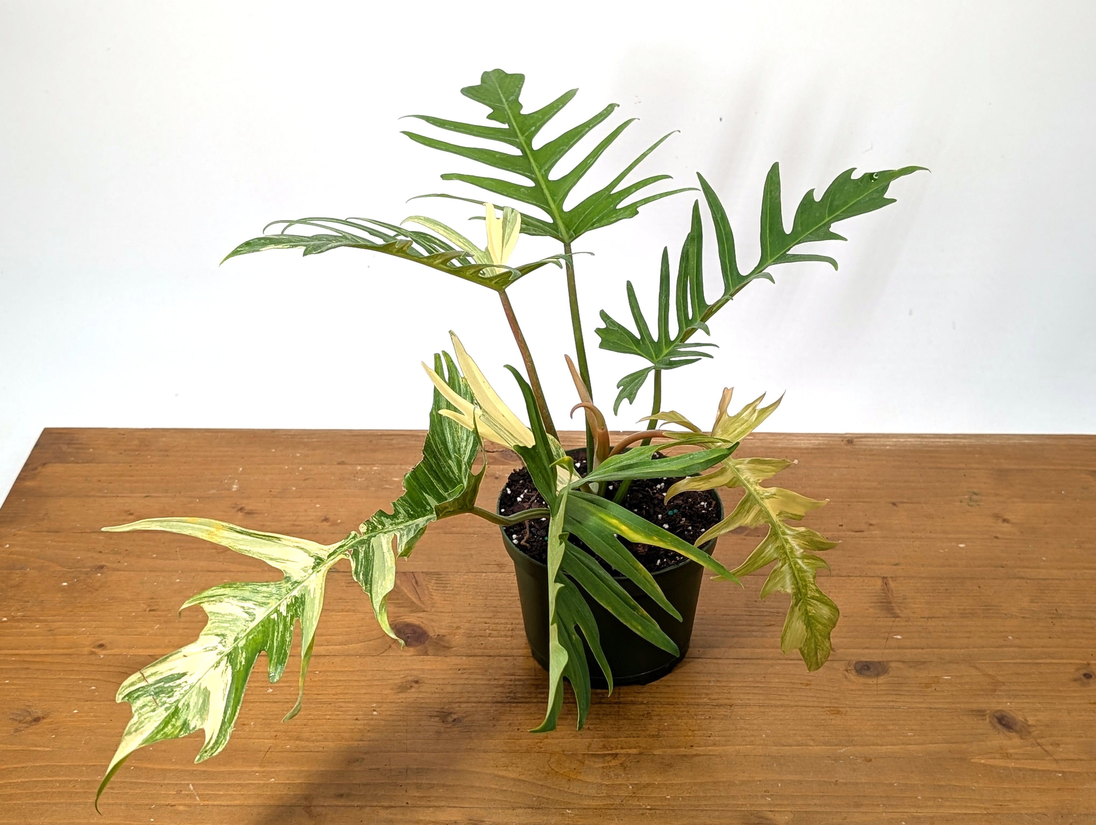 Philodendron Florida Beauty x Tortum Variegated Exact Plant 