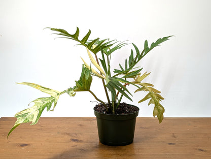 Philodendron Florida Beauty x Tortum Variegated Exact Plant 
