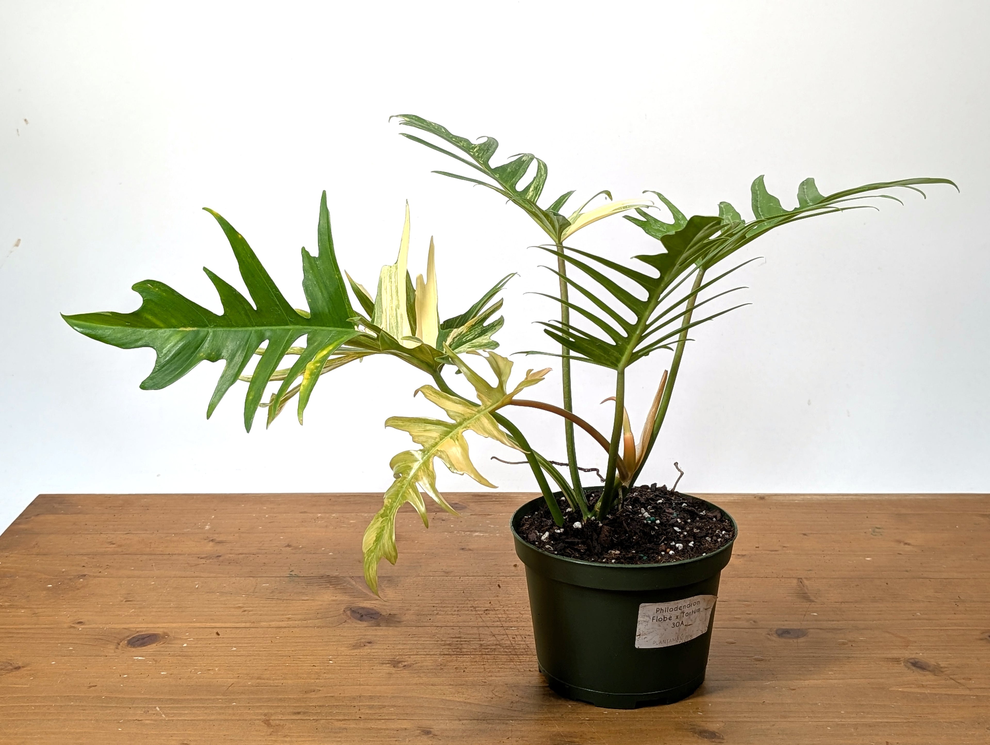 Philodendron Florida Beauty x Tortum Variegated Exact Plant 