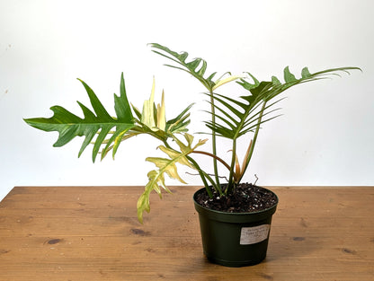Philodendron Florida Beauty x Tortum Variegated Exact Plant 
