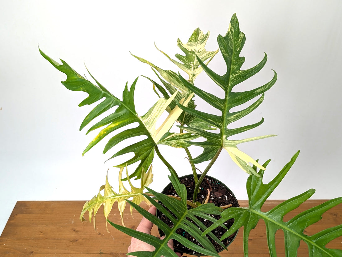 Philodendron Florida Beauty x Tortum Variegated Exact Plant 