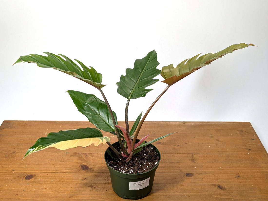 Philodendron Caramel Marble Variegated Exact 6&quot; Pot 37A