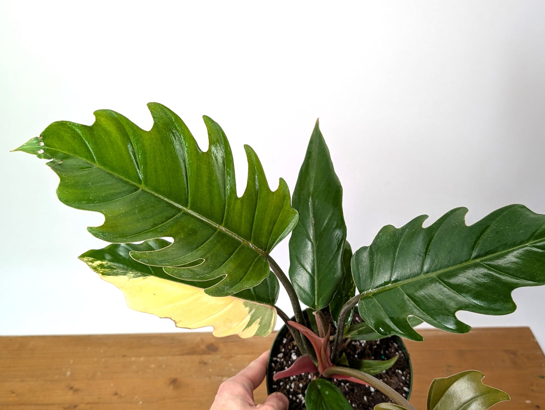 Philodendron Caramel Marble Variegated Exact 6&quot; Pot 37A
