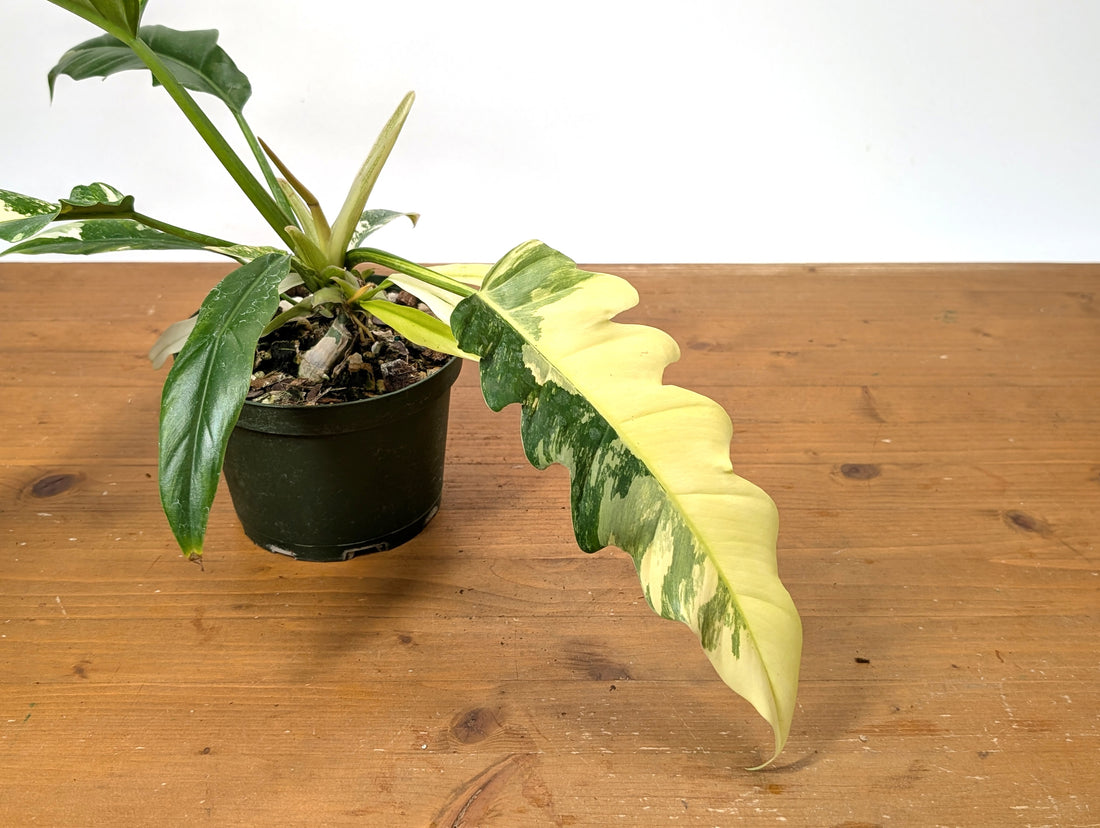 Philodendron Narrow Variegated Exact 4&quot; Pot 37A