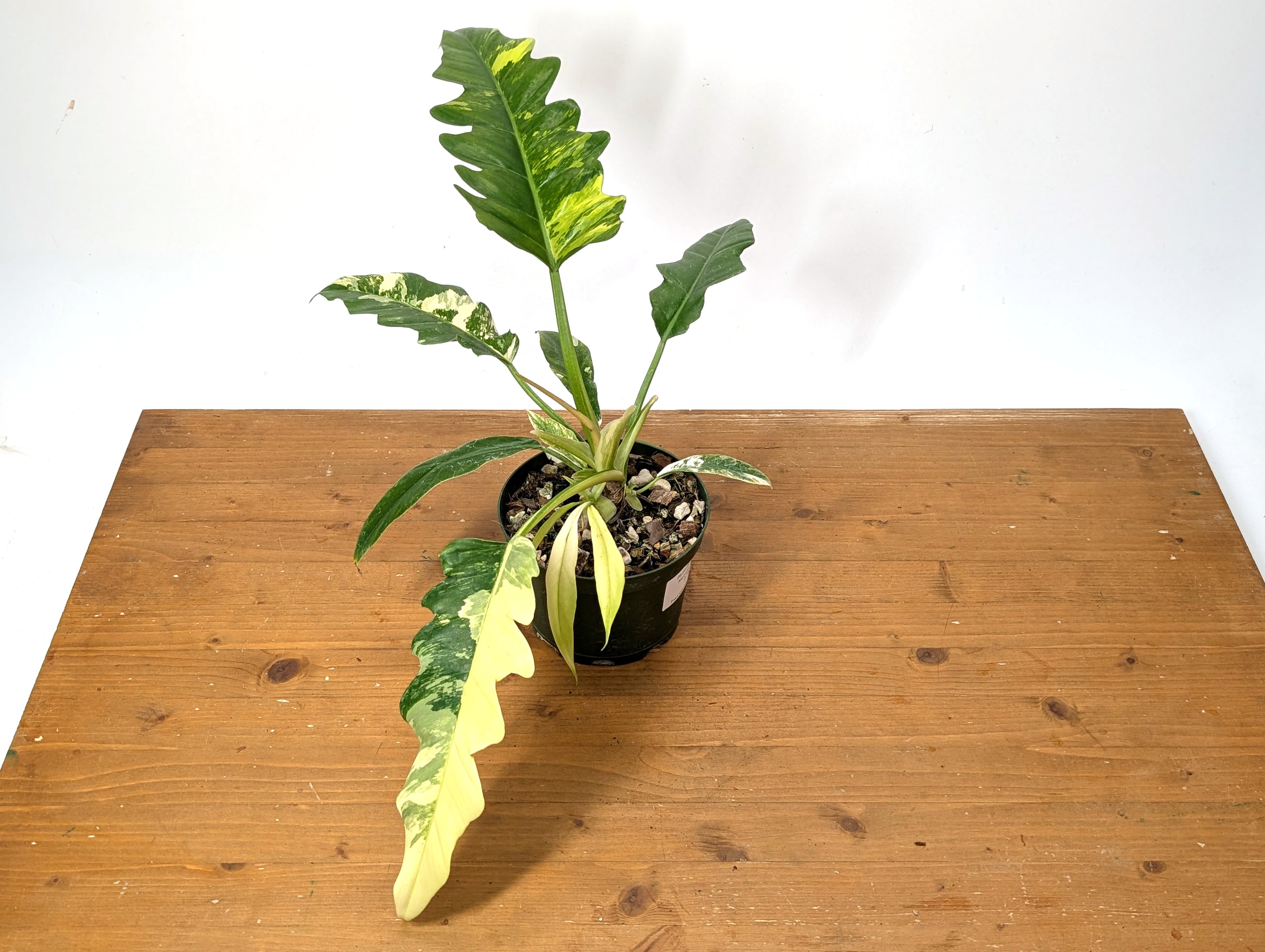 Philodendron Narrow Variegated Exact 4&quot; Pot 37A