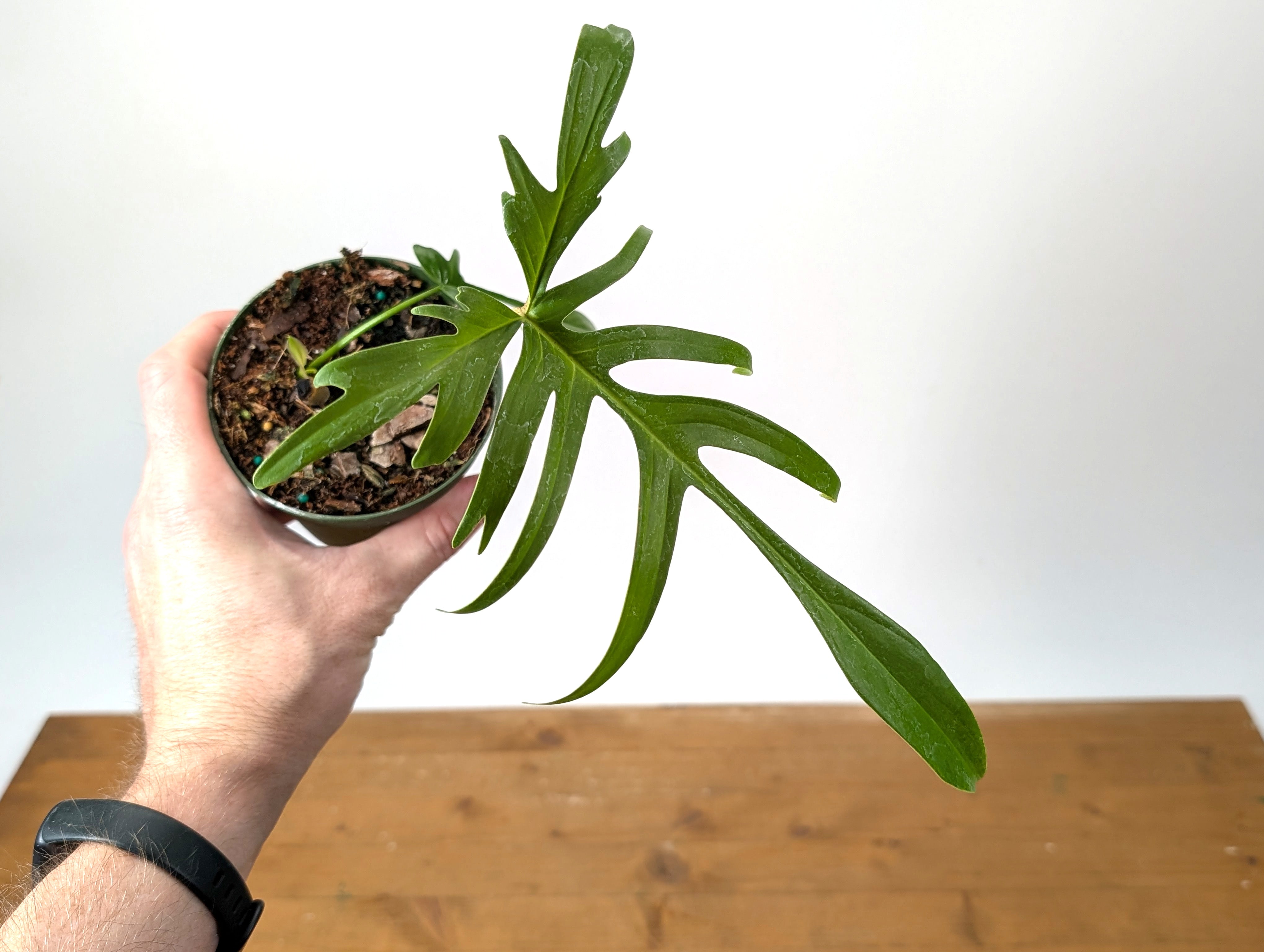 902 斑入P.(polypodioides x Florida Beauty) Philodendron Florida beauty x polypodioides variegated Rare