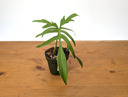 Philodendron Florida Beauty x Polypodioides