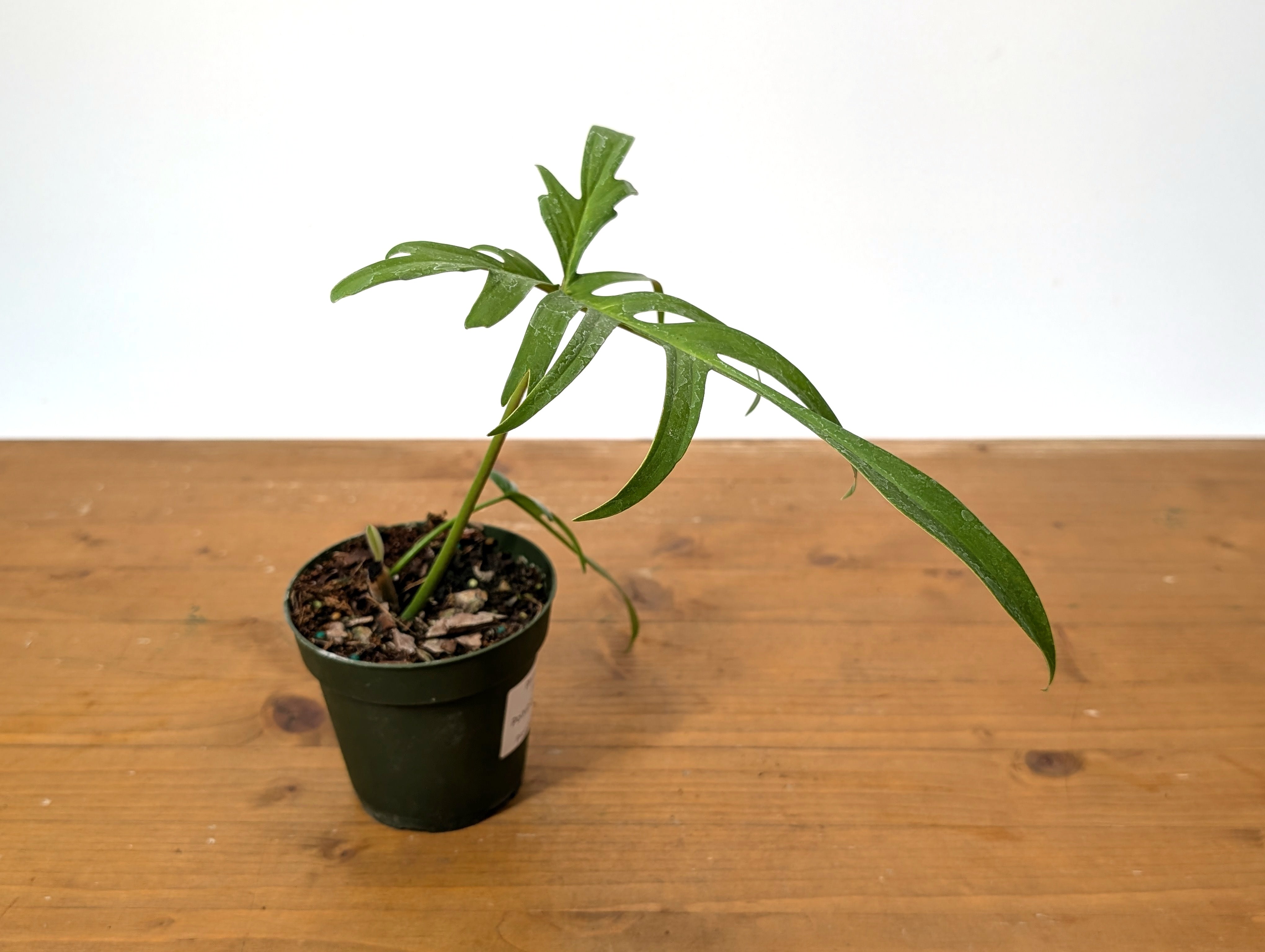 902 斑入P.(polypodioides x Florida Beauty) Philodendron Florida beauty x polypodioides variegated Rare