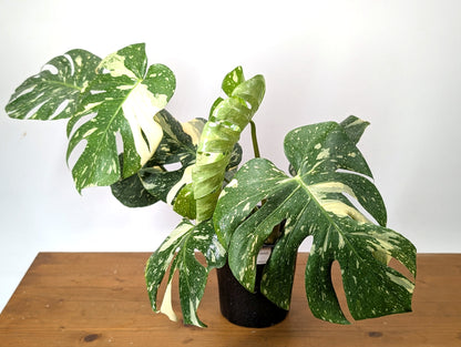 Exact Monstera Thai Constellation - Two Growth Points High Color - 37A