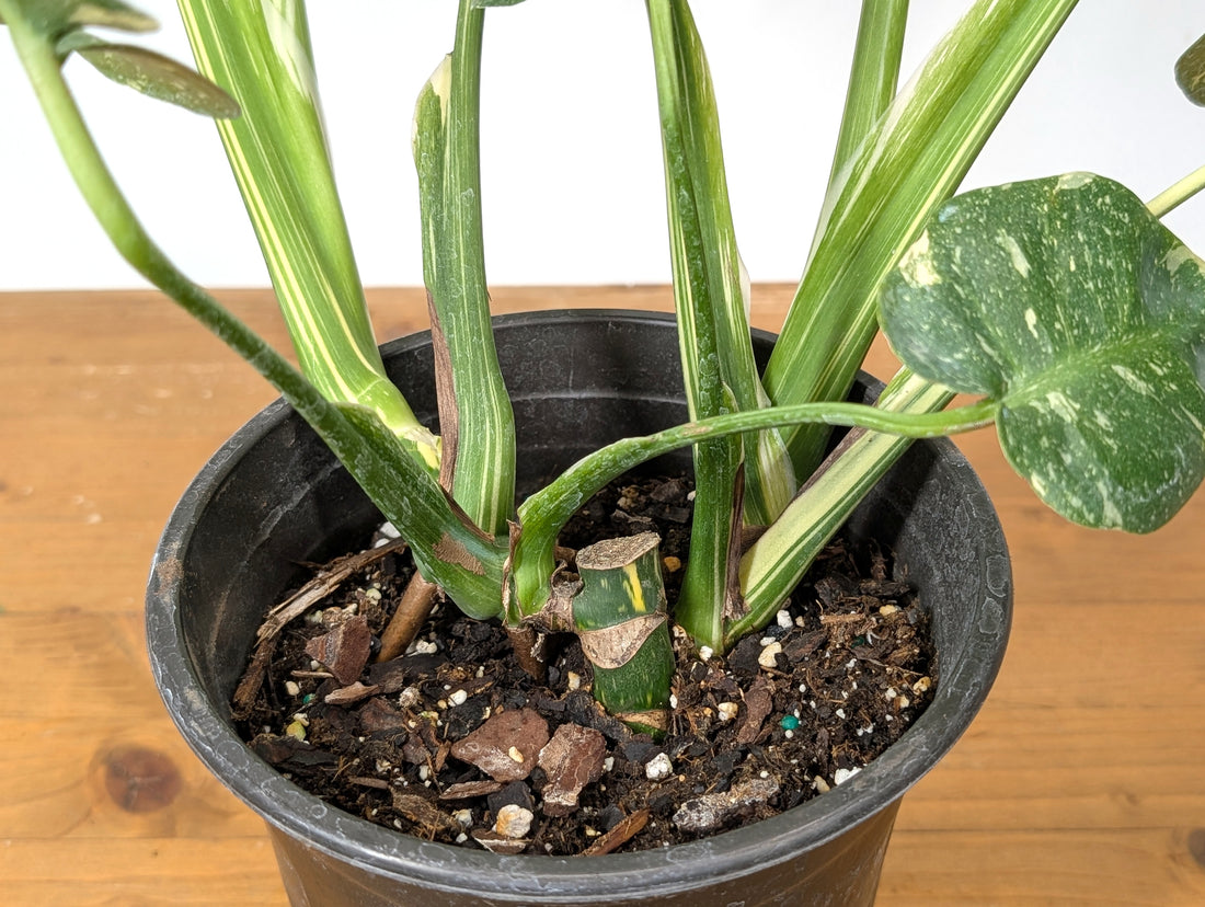 Exact Monstera Thai Constellation - Two Growth Points High Color - 37A