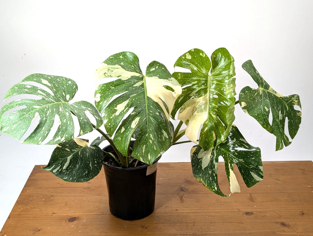 Exact Monstera Thai Constellation - Two Growth Points High Color - 37A