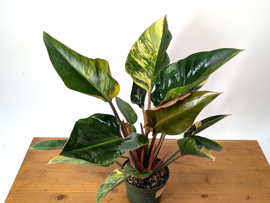 EXACT Philodendron Red Congo Variegated Plant 