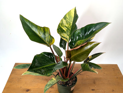 EXACT Philodendron Red Congo Variegated Plant 